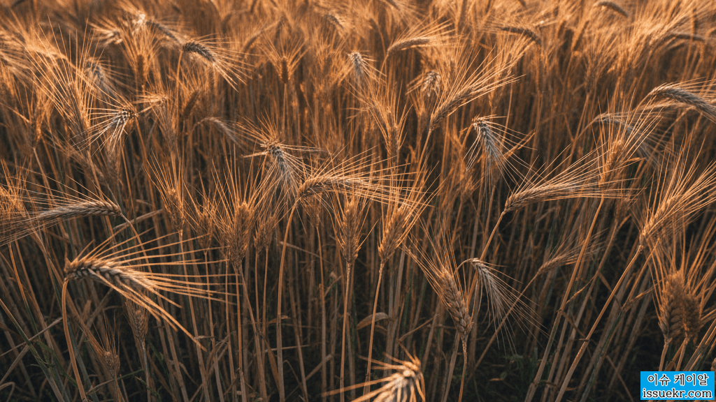 일반쌀(백미) vs 늘보리쌀: 영양 성분 집중 비교 분석! 이미지 4